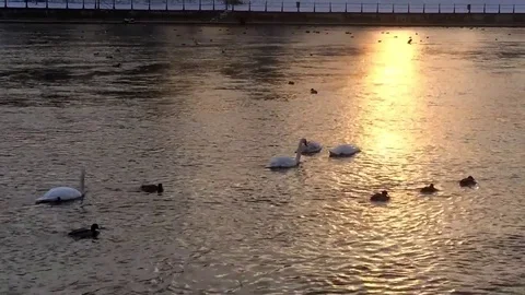 Swans on a lake at sunset Stock Footage 72165385