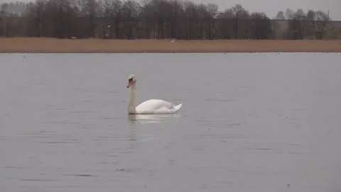 Swans on the lake, two swans Stock Footage 244628867