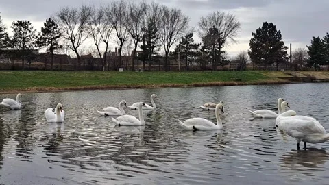 Swans on the Lake Video Video stock 260731992