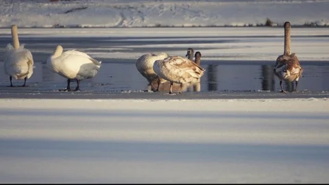 Swans on the lake in winter Stock Footage 70561668