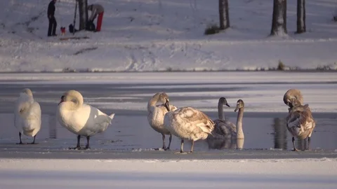 Swans on the lake in winter Vídeo Stock 70657383