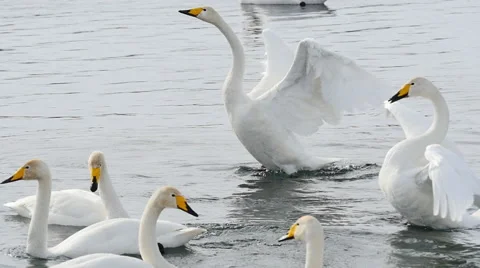 Swans lake10 Stockbeeldmateriaal 61332235