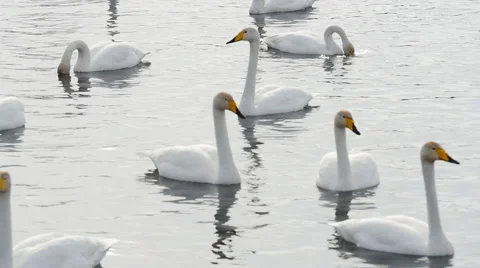 Swans lake9 Stock Footage 61332276