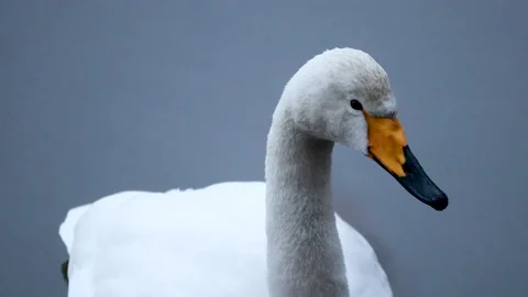 Swans looking around Stock Footage 234282230