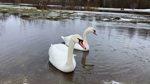 Swans looking for food Stock Footage 228902795