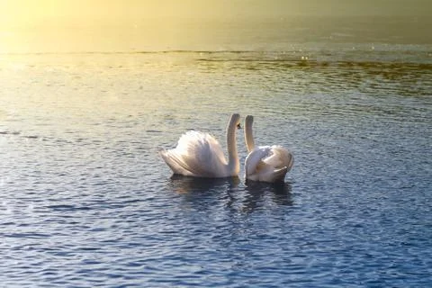 Swans looking at sunset Stock Photos