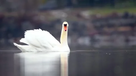 Swans in love Stock Footage 267443293