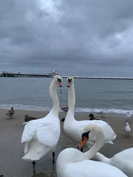 Swans in love Fotos de archivo