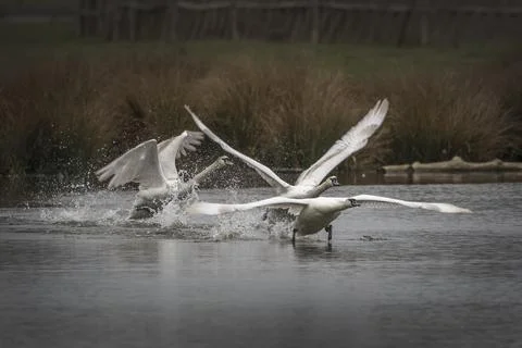 Swans making a big splash Fotos Stock