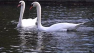 Swans Mating Dance.pair Of White Swans Dance In Love Stock Footage Stock Footage