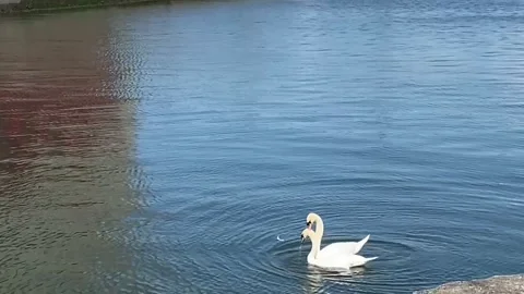 Swans mating Stock Footage 153223937