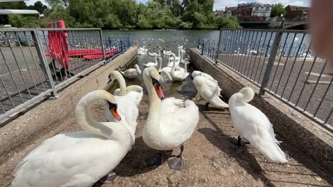 Swans on a mating game Stock Footage 311759291