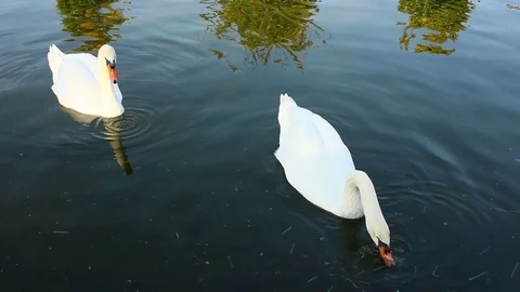 The swans meal Stock Footage 78679030