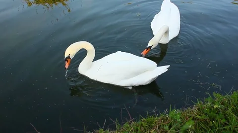 The swans meal Stock Footage 91825388