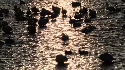 Swans in the morning Part 1 Stock Footage 234282260
