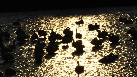 Swans in the morning Part 2 Stock Footage 234282246