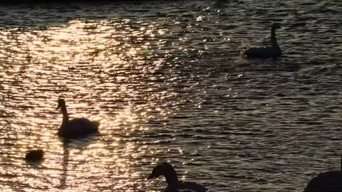 Swans in the morning Part 3 Stock Footage 234282261