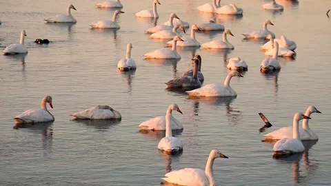 Swans in the morning sunlight Stock Footage 234282274