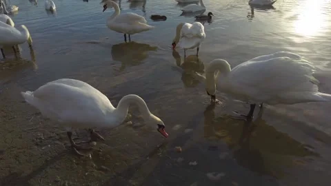 Swans moving around on a river Stock Footage 249427897