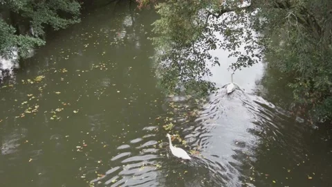 Swans on a muddy river Stock Footage 163687794