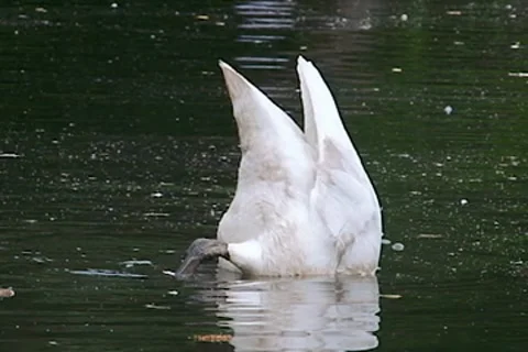 Swans near the river Stock Footage 7731413