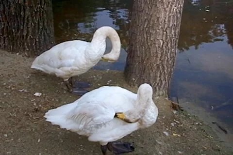 Swans near the river 스톡 동영상 7731415
