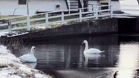  Swans near the windmill Stock Footage 85394641