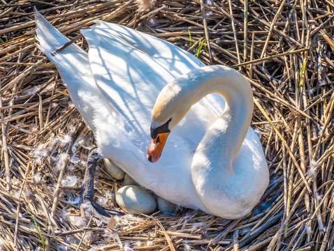 Swan's nest and eggs, Upper Zurich Lake, Switzerland. Stock Photos
