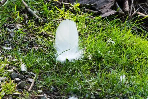 Swan's nest in the Heiligenhaus at the Abtskcherteich. Stock Photos