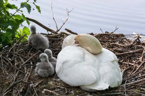 Swan's nest in the Heiligenhaus at the Abtskcherteich. Stock Photos