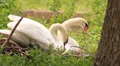 Swans, nesting Vidéos HD