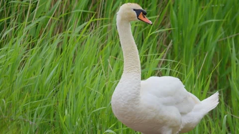 Swans nesting on a lakeside amongst the reed Stock Footage 243570908
