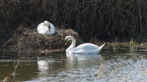 Swans nesting in Spring Foto stock