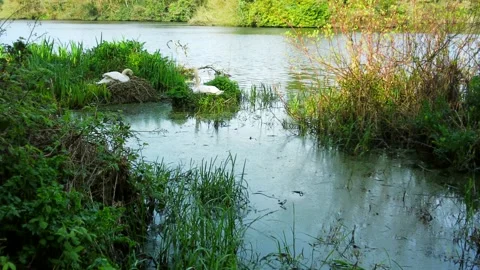 SWANS nesting, turning eggs Video stock 272436968