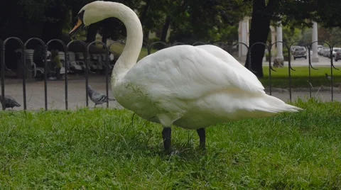 Swans nibbling grass and eats Stock Footage 41253420