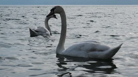 Swans on Ohrid Lake Stock-Footage 221584212