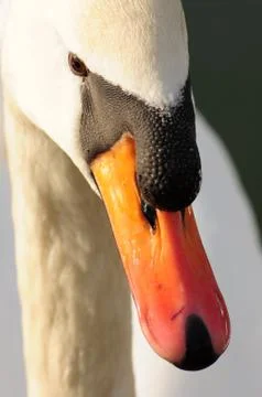 Swan´s orange bill. Stock Photos