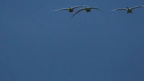 Swans in Oregon Video stock 225494507