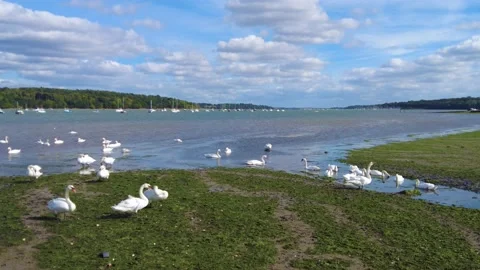 Swans on the Orwell Stock Footage 219903143