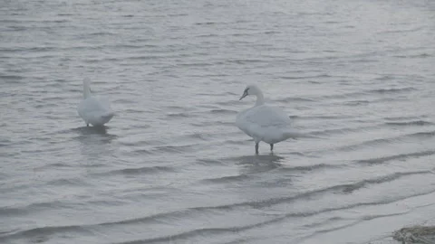 Swans out in the water 스톡 동영상 326217546