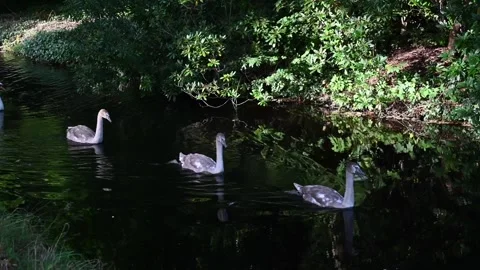 Swans passing by Stock Footage 252433568