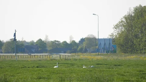 Swans on a pasture, with road in background 스톡 동영상 129641543