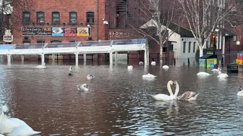 Swans Perform Mating Dance in Worcester UK Floods 2024 Stockbeeldmateriaal 261795099