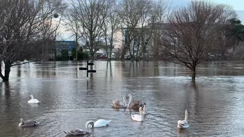 Swans Perform Mating Ritual in Worcester UK Floods 2024 Stockbeeldmateriaal 261795076
