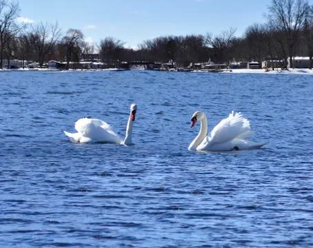Swans Stock Photos