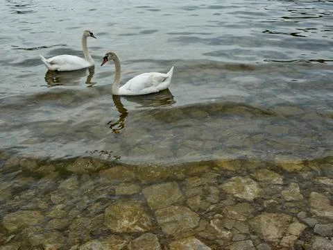 Swans Stock Photos