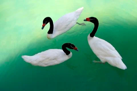 Swans Stock Photos