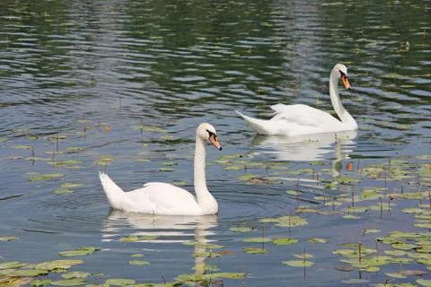 Swans Stock Photos