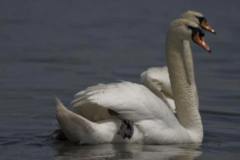 Swans Stock Photos