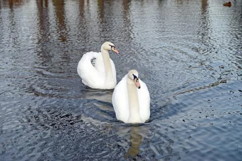 Swans Stock Photos